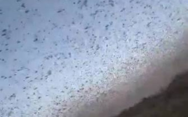 Enxame de gafanhotos invade cidade na Rússia e destrói plantações